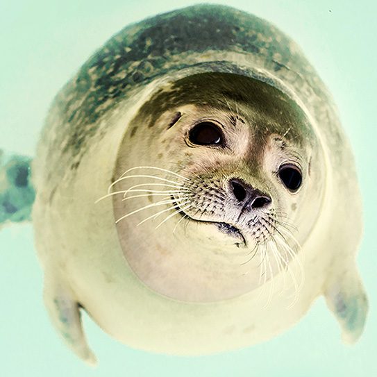 The-Coolest-Teeth-In-The-Animal-Kingdom_543